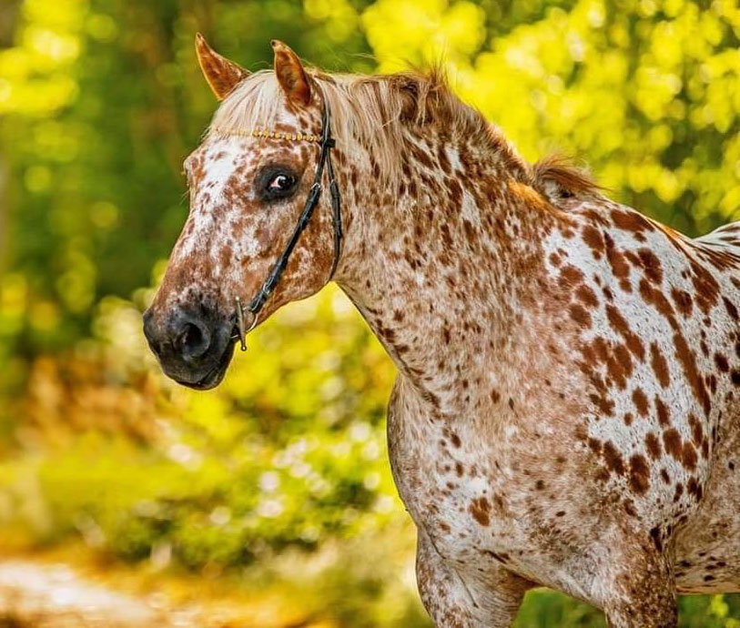 Chestnut Marbled Appaloosa